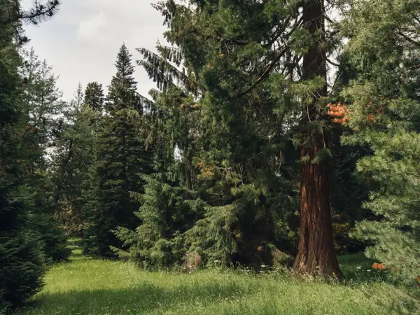 A History of the Arboretum and Pinetum at Chatsworth