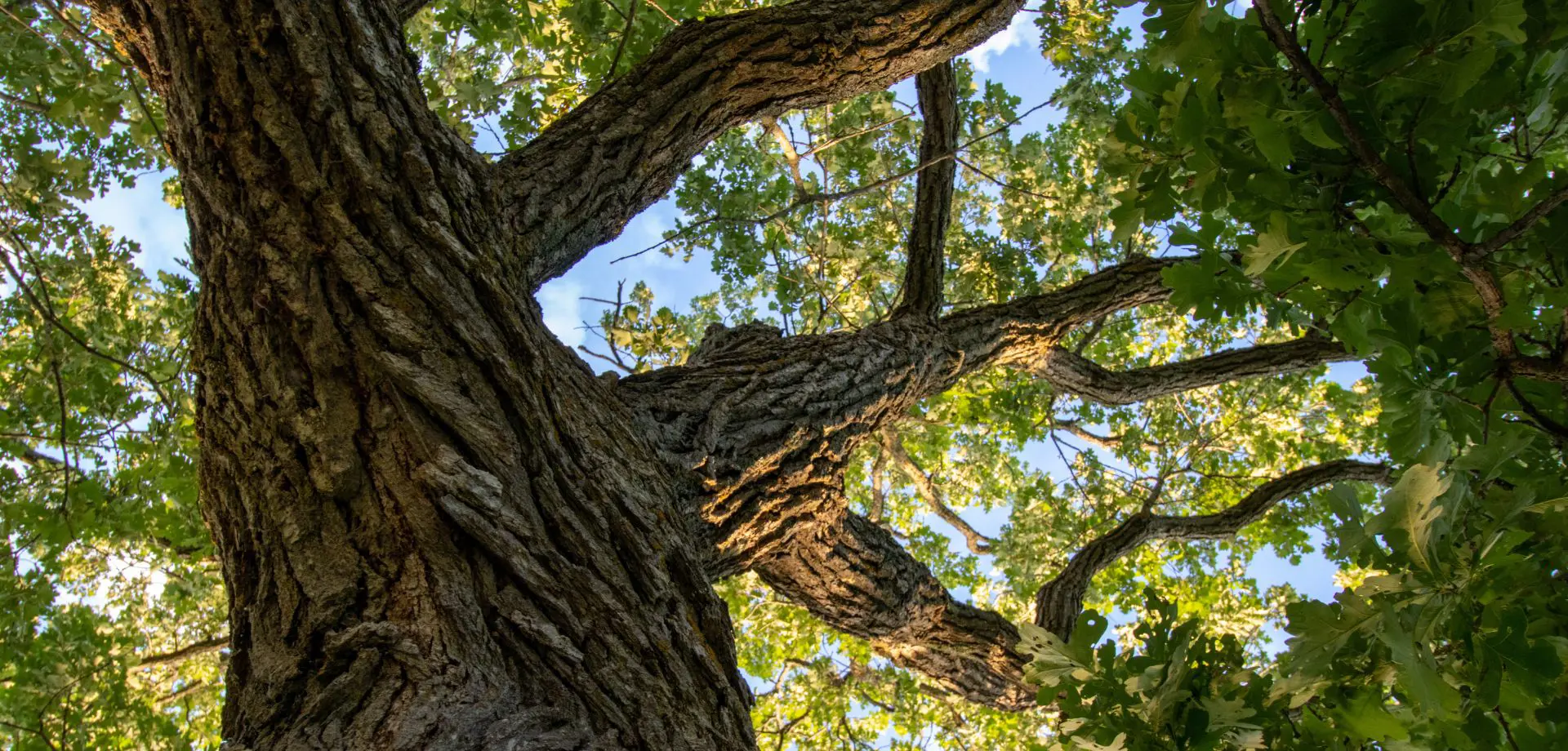 Chatsworth Old Park: Ancient Oak Trees